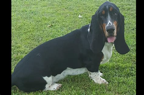 basset hounds for sale in georgia|AKC Basset Hound Puppies For Sale in Georgia American and.